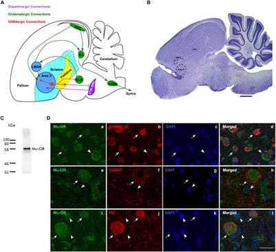 Altering Opioid Neuromodulation in the Songbird Basal Ganglia Modulates Vocalizations